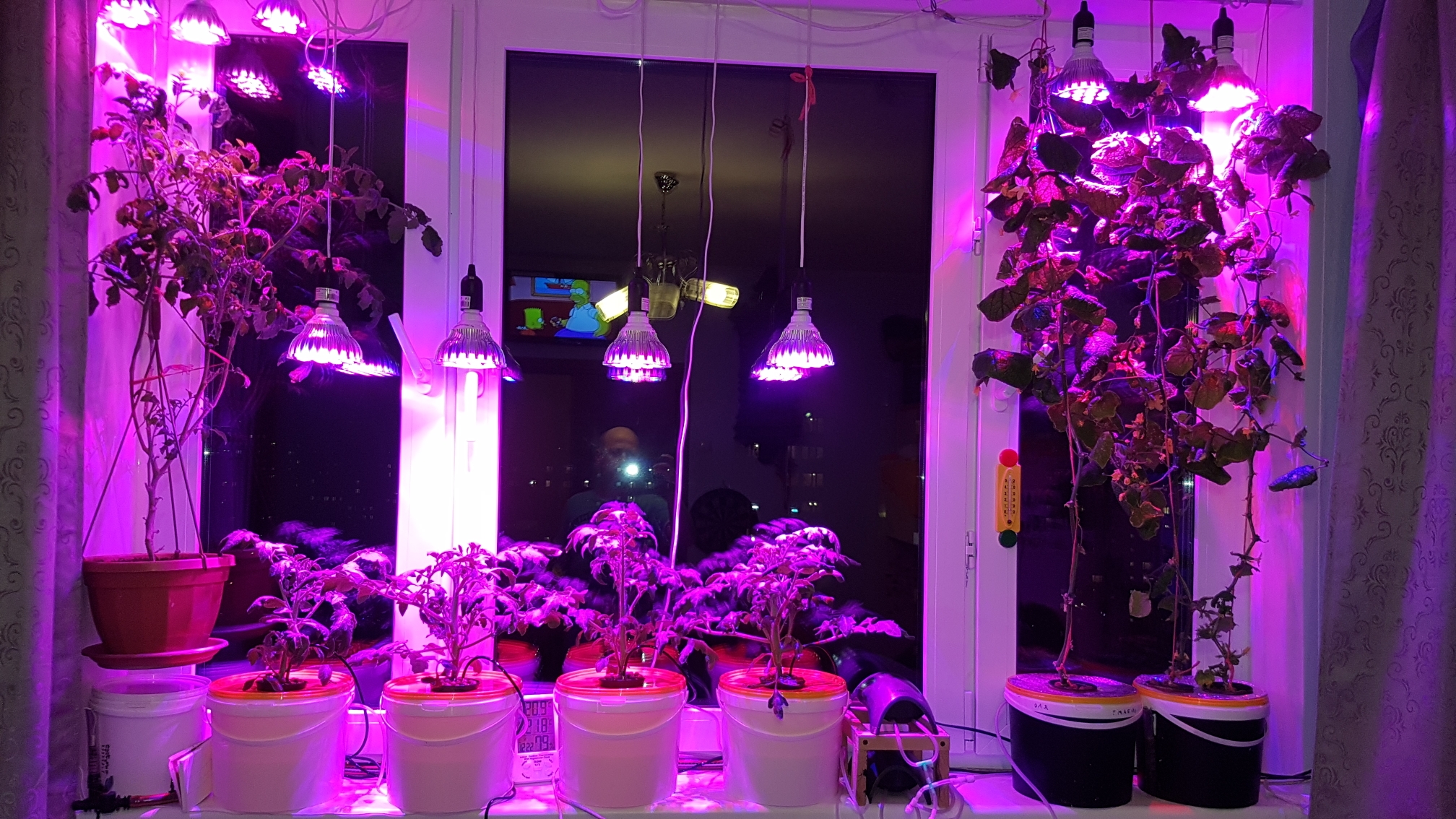 Как выбрать светодиодную фитолампу для домашнего огорода!