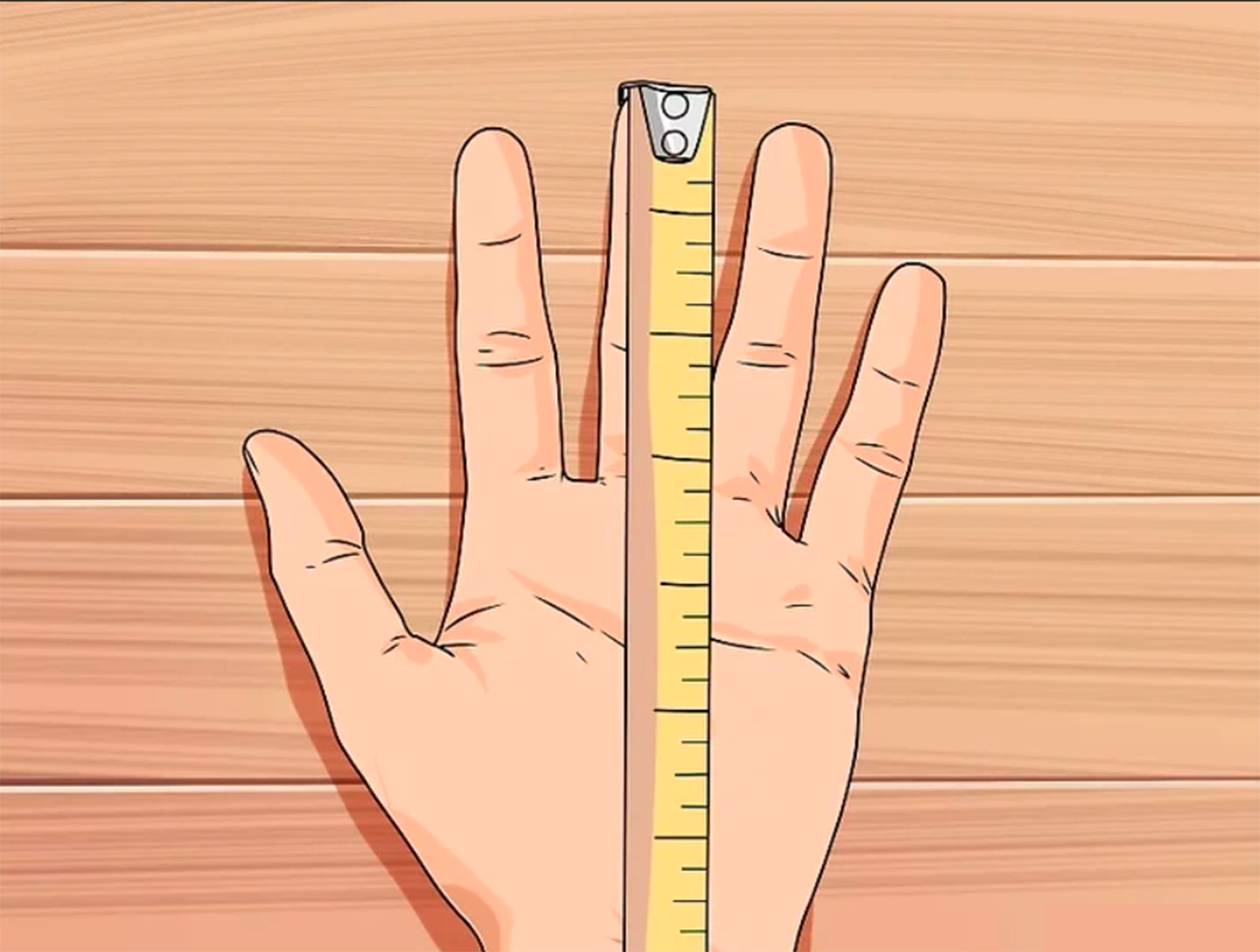 длина члена длина пальцев руки фото 9