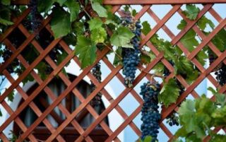 Пергола для винограда: как сделать своими руками, виды и размеры, фото - Ваш дачный участок